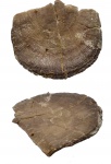 Antigonambonites aequistriatus (Gagel, 1890) Antigonambonites aequistriatus (Gagel, 1890)
