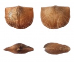 Krattorthis
