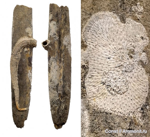 белемниты, серпулы, кольчатые черви, Serpula, Rosacilla, Serpulidae, обрастание, belemnites