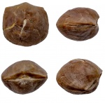 Hemipronites (=Ladogiella) imbricata (ÖPIK)