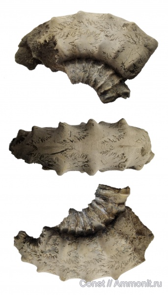 аммониты, юра, peltoceras subtense