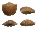 Orthambonites calligramma?