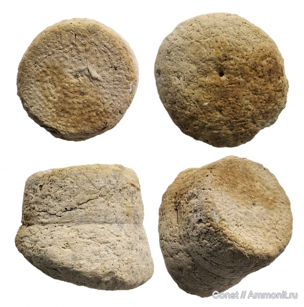 иглокожие, юра, Cyclocrinus