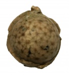 Echinosphaerites aurantium с "окраской"
