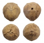 Hemicosmites pyriformis