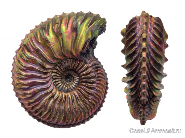 Cardioceras, Cardioceras quadrarium