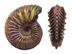 Cardioceras quadrarium