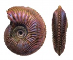 Cardioceras alphacordatum