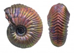 Goliathiceras