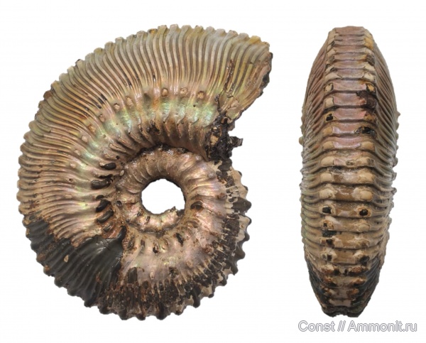 Kosmoceras