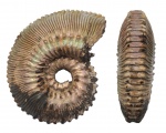 Kosmoceras 1