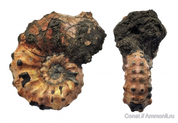 Kosmoceras