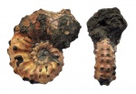 Kosmoceras 2