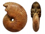 Funiferites