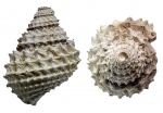 Metriomphalus spinosus?