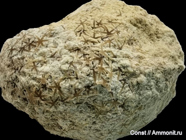 ордовик, губки, Ordovician, astraeospongium