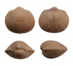 Dalmanelloidea