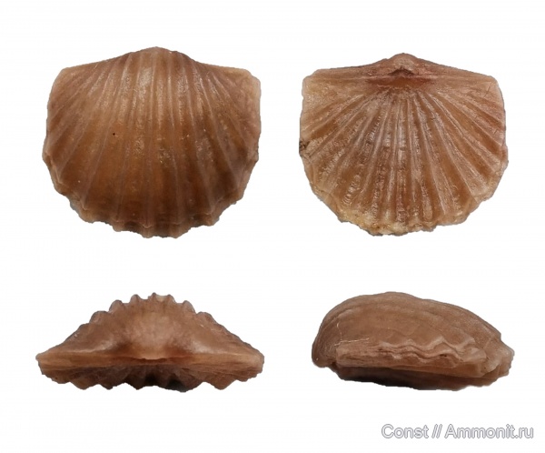 брахиоподы, ордовик, Nicolella, Nicolella pterygoidea