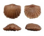 Nicolella pterygoidea (Pander, 1830)