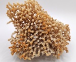Syringopora