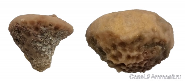 иглокожие, ордовик, эокриноидеи, Bolboporites, Eocrinoidea