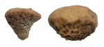 Bolboporites