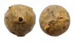 Hemicosmites