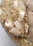 Hoplocrinus