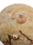 Echinosphaerites с обрастателями
