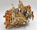 Diphyphyllum + Syringopora +