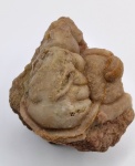 Paraceraurus exsul (Beyrich)