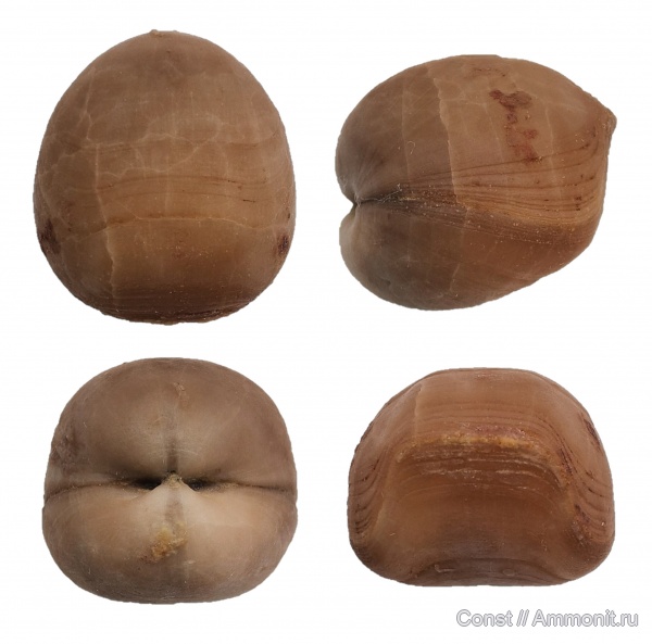 брахиоподы, ордовик, Porambonites, Pentamerida