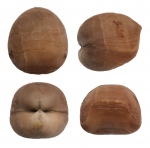 Porambonites (Equirostra) aequirostris Schlotheim, 1820