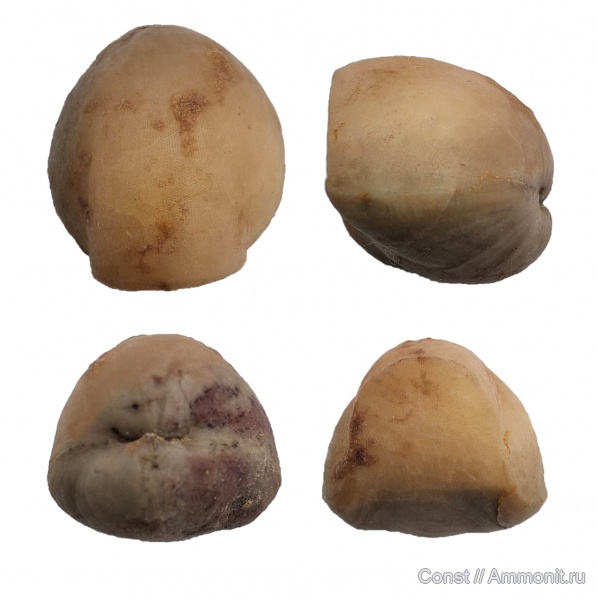 брахиоподы, ордовик, Porambonites