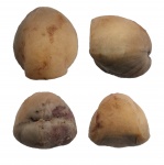 Porambonites