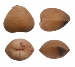 Porambonites