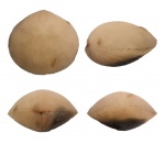 Porambonites
