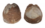 Lingulaformea