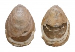 Lingulaformea