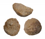 Аномальный Bolboporites