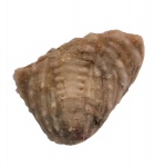 Cybele panderi (Schmidt, 1907)