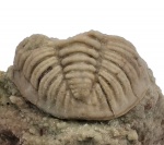 Chasmops praecurrens (Schmidt, 1881)