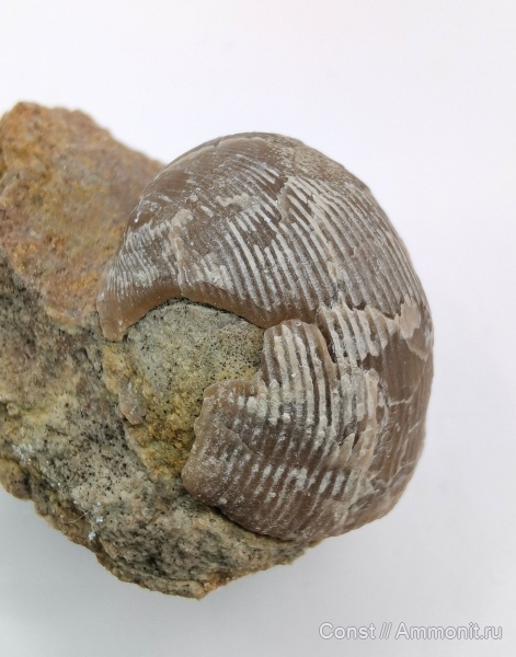 брахиоподы, ордовик, Lycophoria, Lycophoria globosa