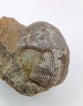 Lycophoria globosa (Eichwald, 1829)
