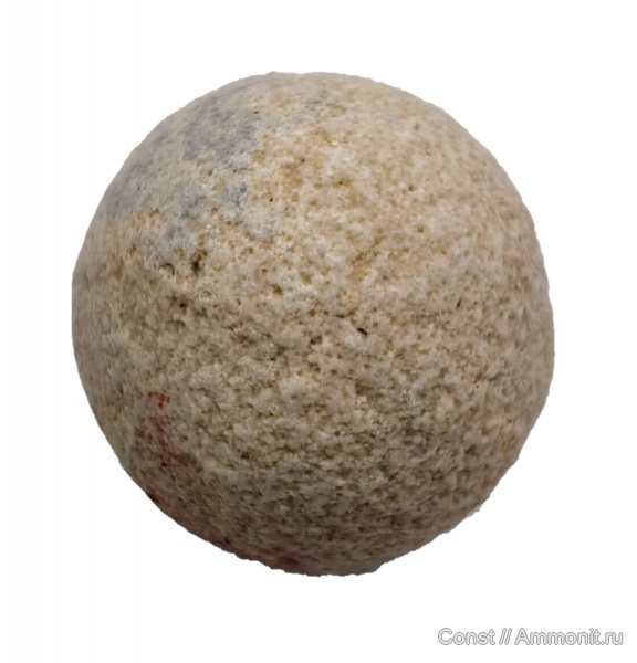 ордовик, губки, Hindia sphaeroidalis, Hindia