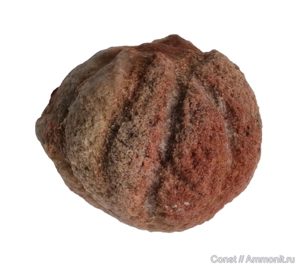 ордовик, губки, Astylospongia