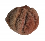 Astylospongia inciso-lobata Roemer, 1860 ?