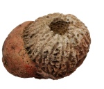 Astylospongia praemorsa (Goldfuss, 1826)