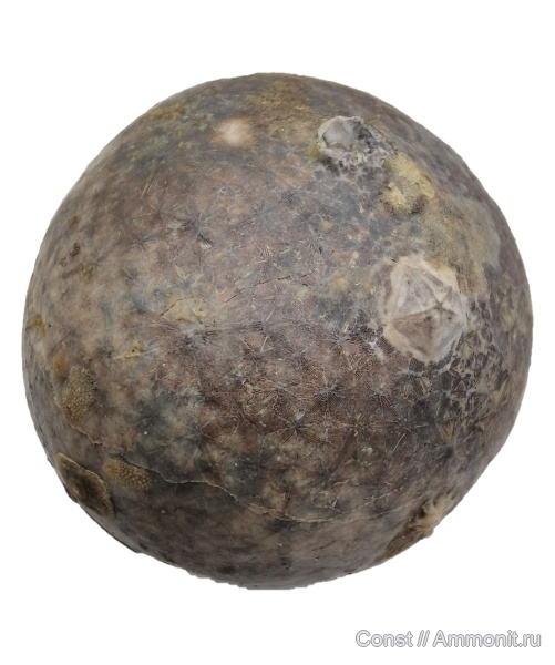 иглокожие, ордовик, Echinosphaerites, Cystoidea, Rhombifera, Ordovician, Echinosphaerites pogrebovi