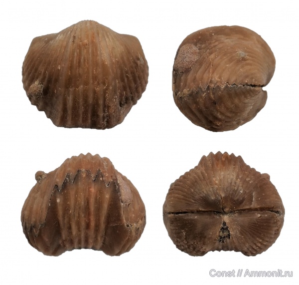 брахиоподы, ордовик, Platystrophia, Platystrophia baltica